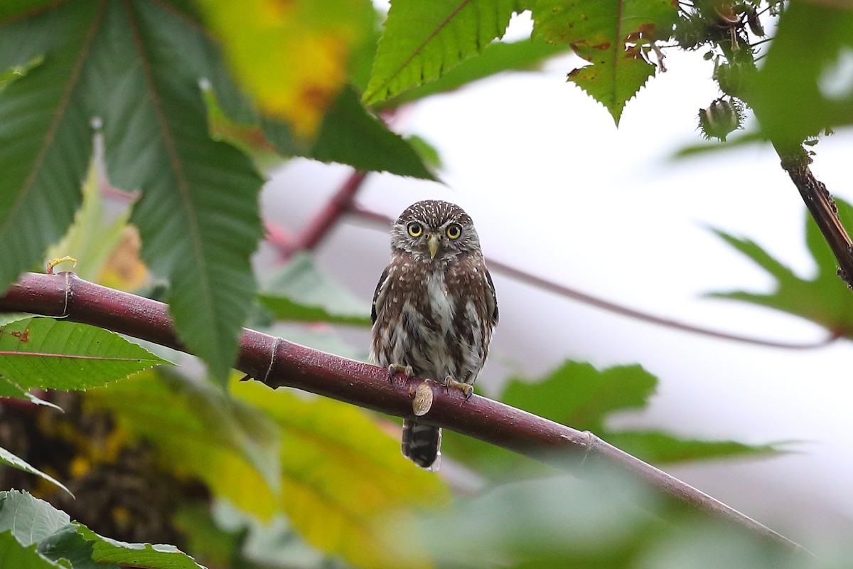 Peruvian Pygmy-Owl - Jon Irvine