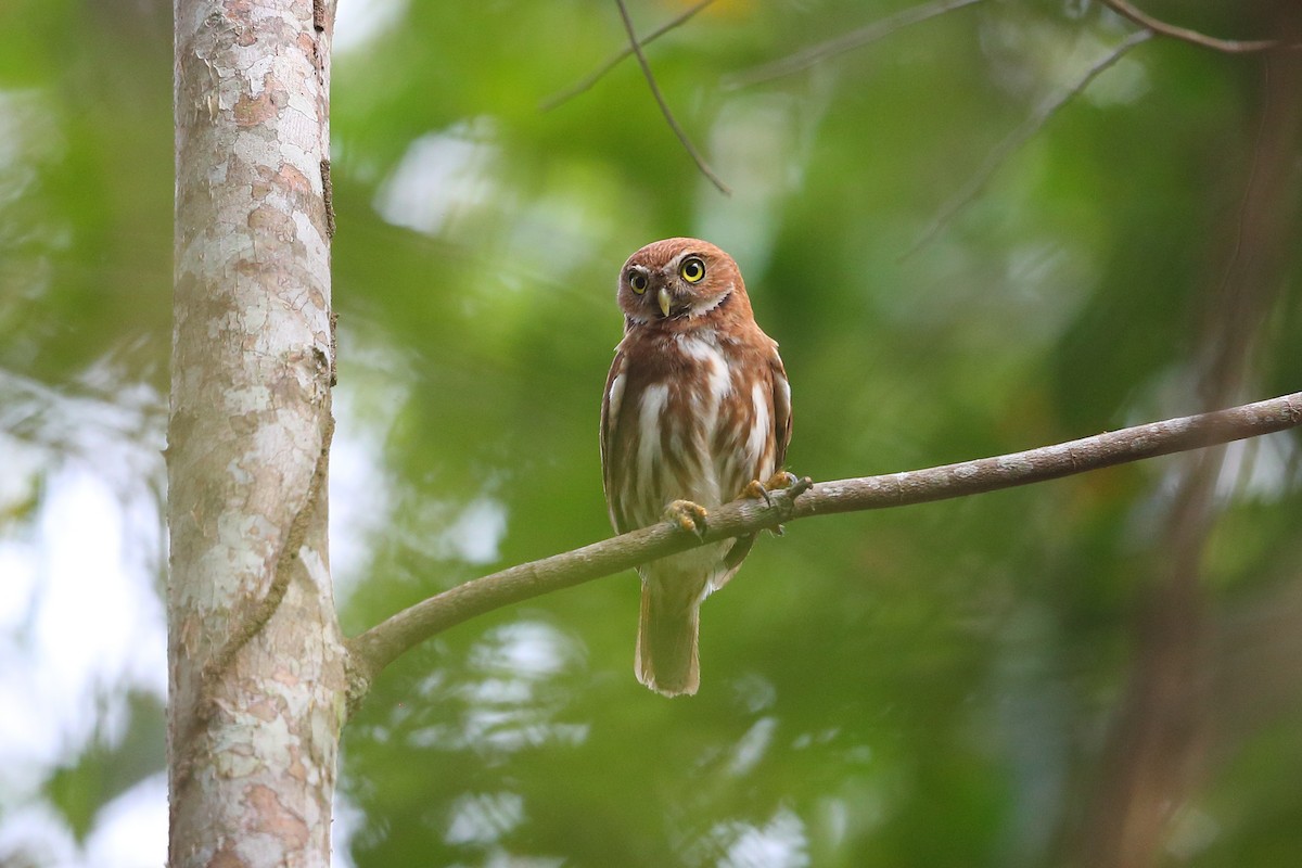 Ferruginous Pygmy-Owl (Ferruginous) - Jon Irvine