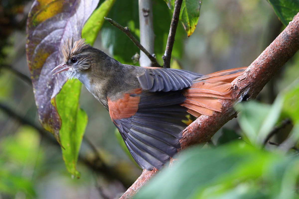 Creamy-crested Spinetail - ML205515111