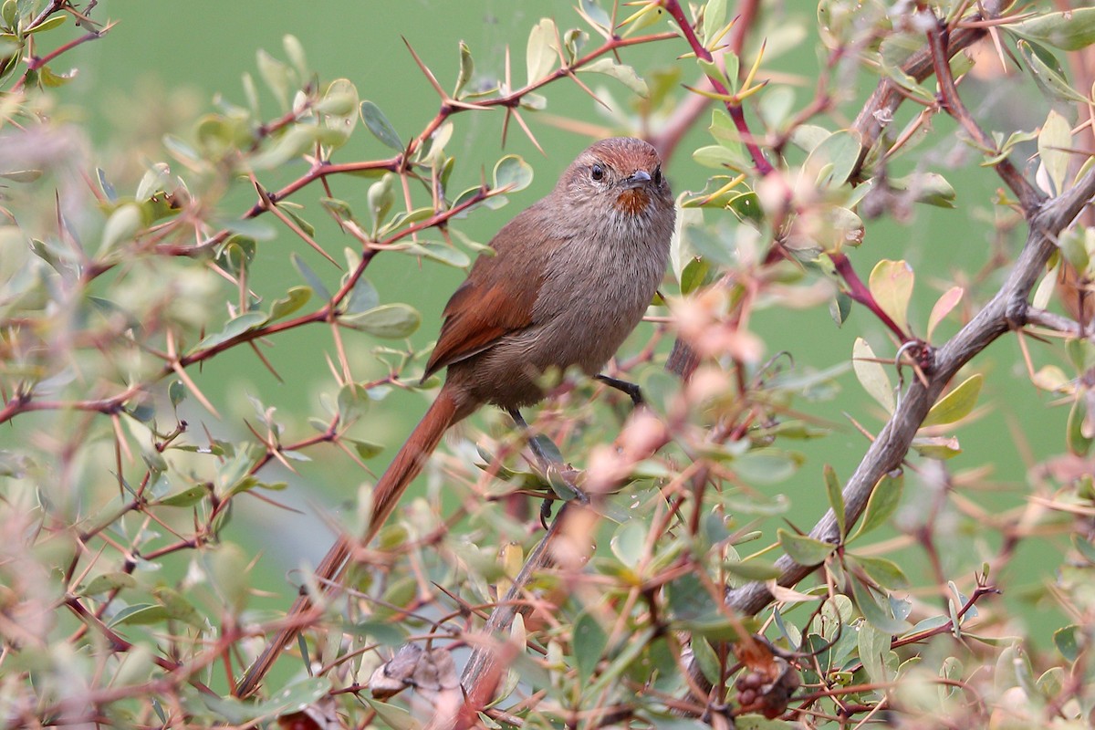 Rusty-fronted Canastero - ML205515161