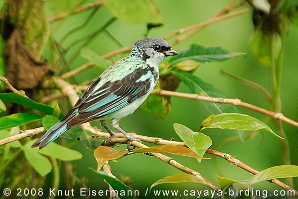 Azure-rumped Tanager - ML205515351