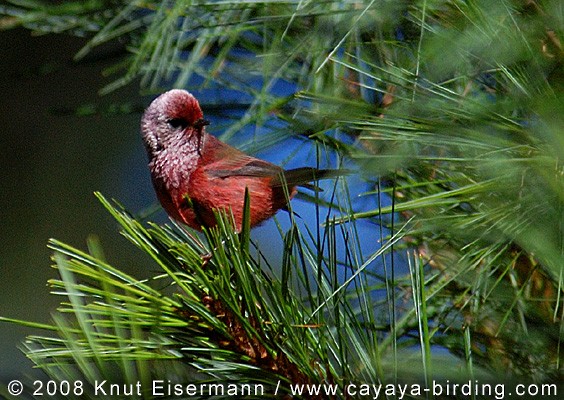 Pink-headed Warbler - Knut Eisermann