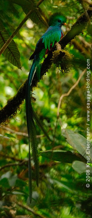 Resplendent Quetzal (Guatemalan) - Knut Eisermann