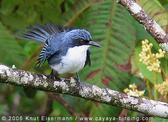 Blue-and-white Mockingbird - Knut Eisermann