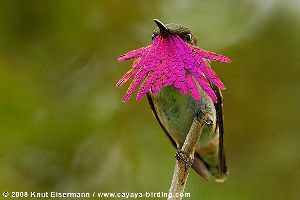 Wine-throated Hummingbird - Knut Eisermann