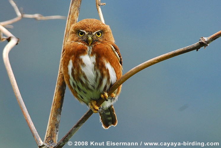 Northern Pygmy-Owl (Guatemalan) - Knut Eisermann