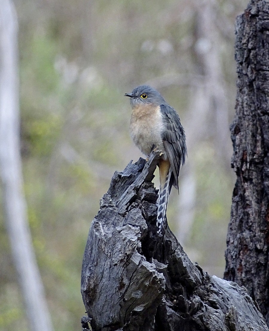 Fan-tailed Cuckoo - Jens Thalund