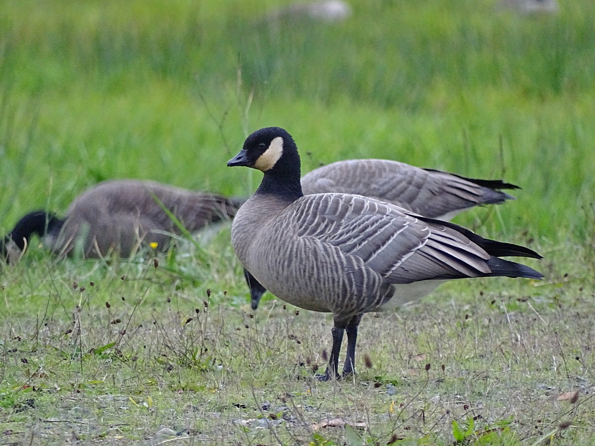 Cackling Goose (minima) - ML205515731