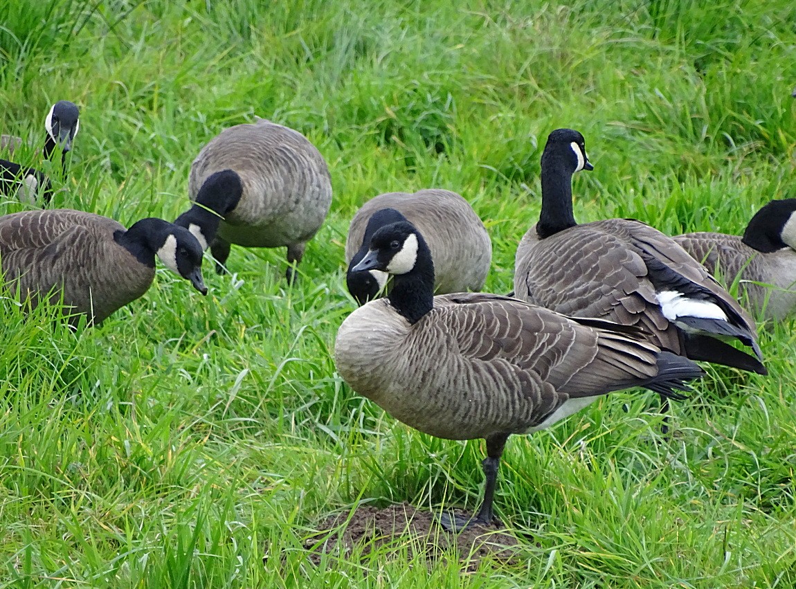 Cackling Goose (Taverner's) - Jens Thalund