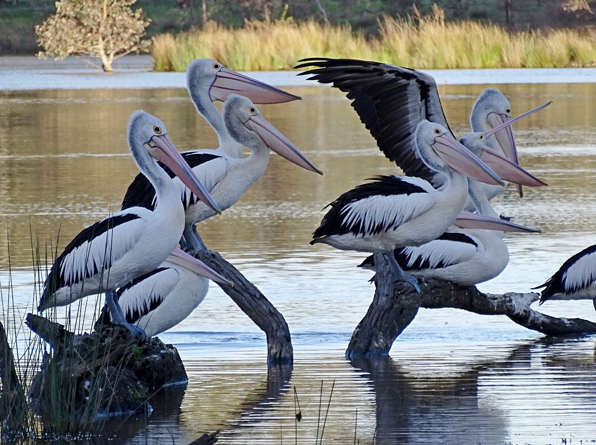 Australian Pelican - Jens Thalund
