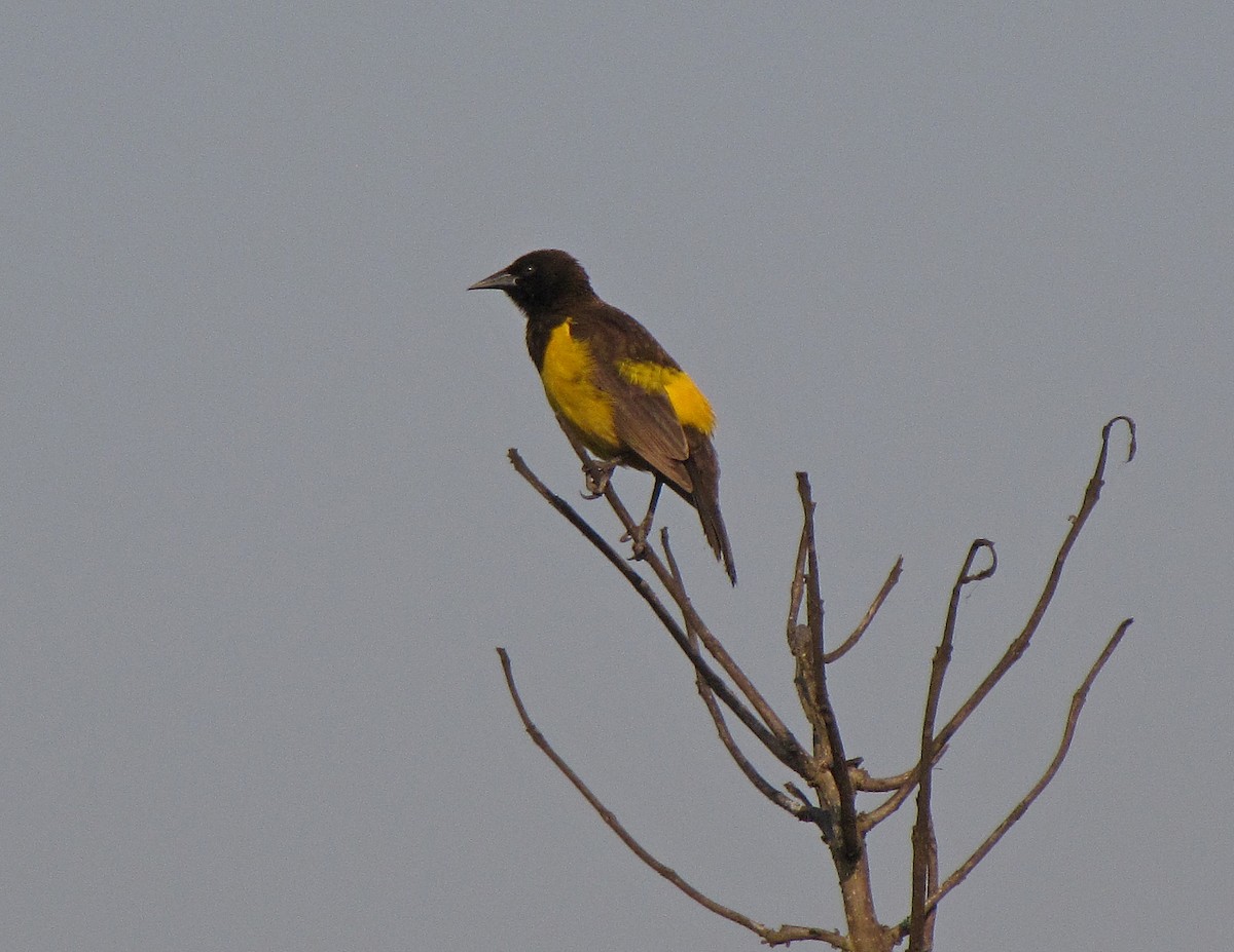 Yellow-rumped Marshbird - ML205516241