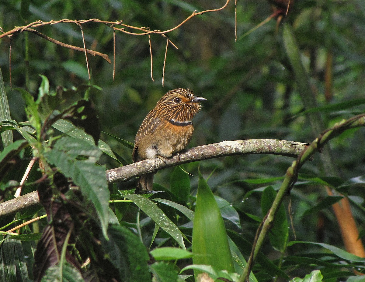 Crescent-chested Puffbird (Greater) - ML205516351