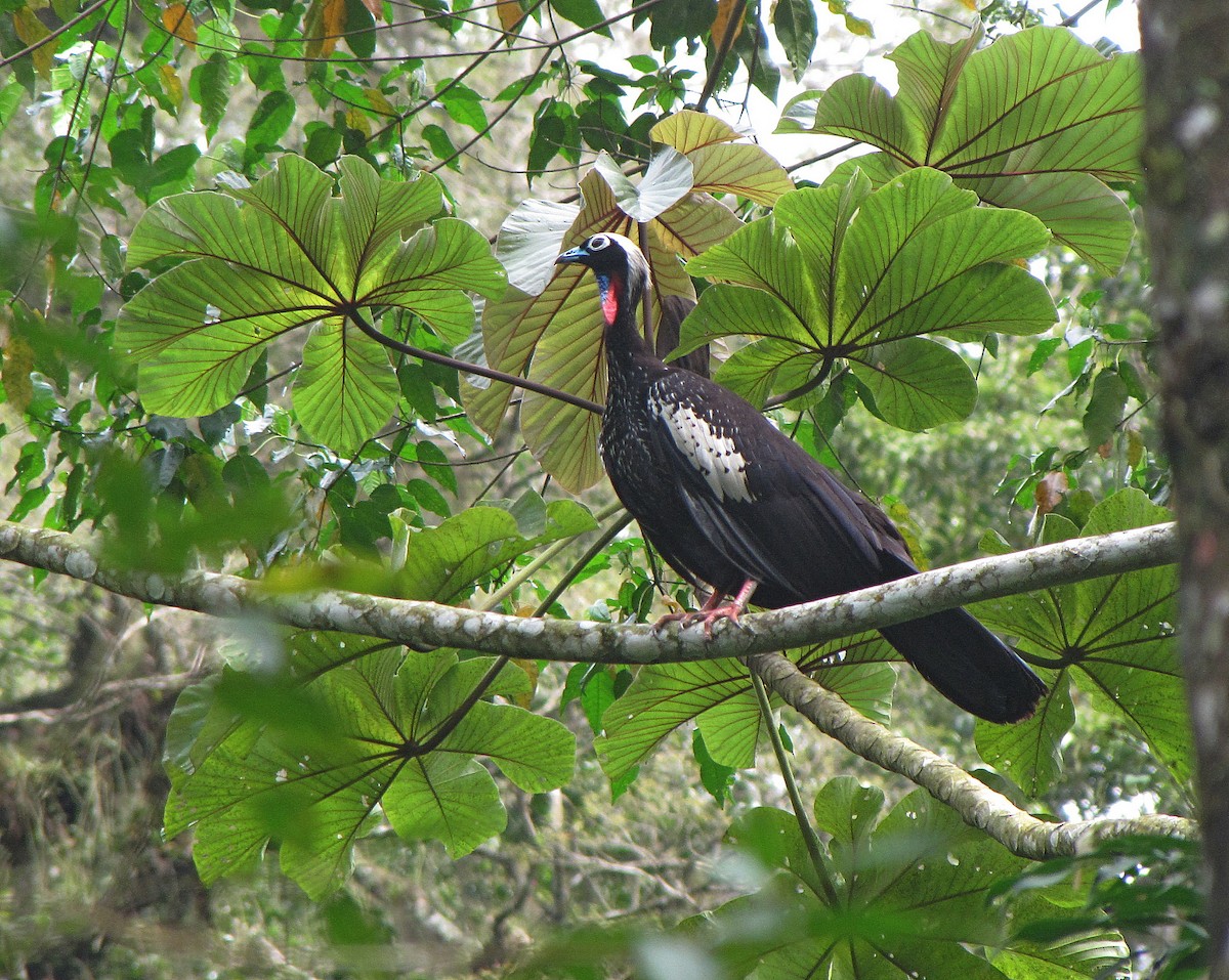 Black-fronted Piping-Guan - Jens Thalund