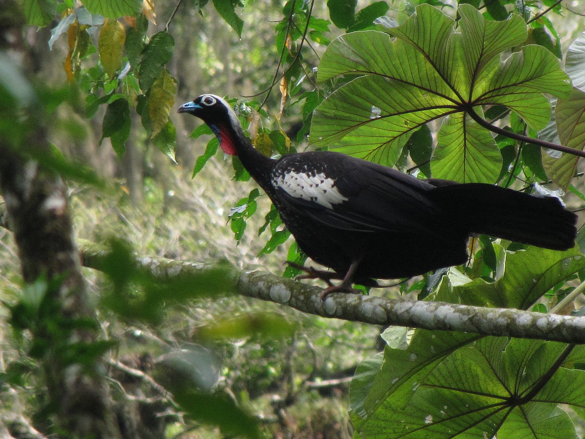 Black-fronted Piping-Guan - ML205516371