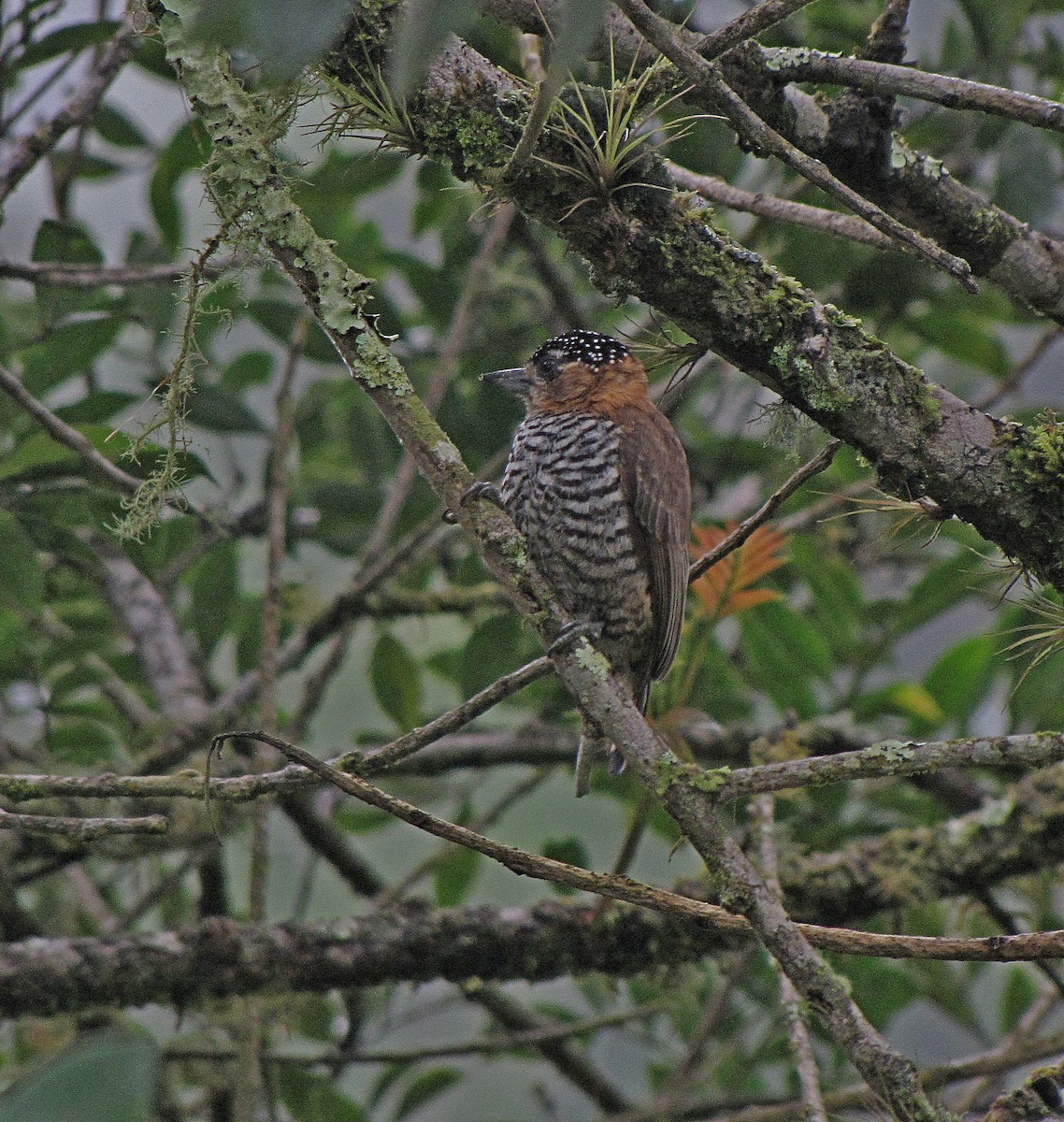 Ochre-collared Piculet - Jens Thalund