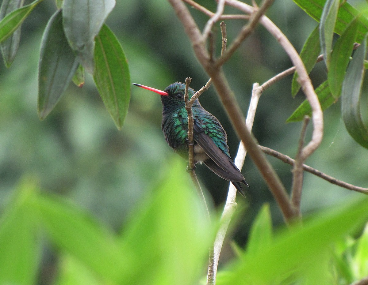 kolibřík lesklobřichý - ML205516651