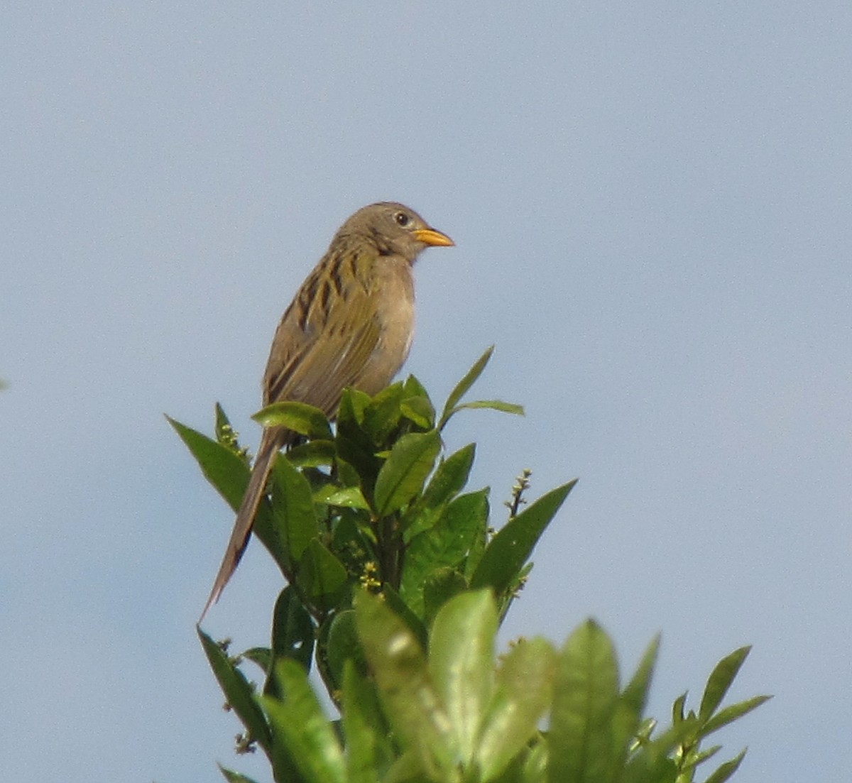 Wedge-tailed Grass-Finch - ML205516741