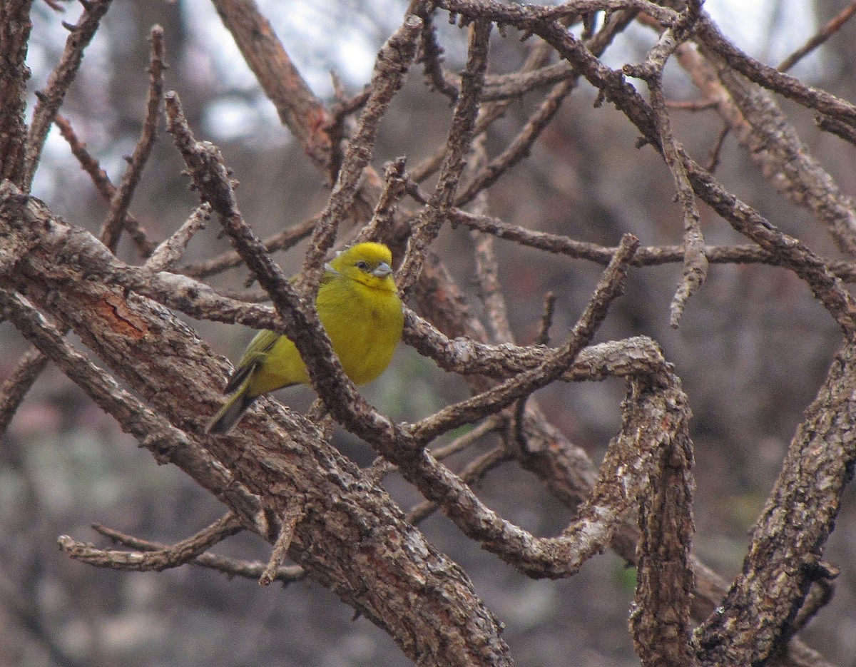Stripe-tailed Yellow-Finch - ML205516811