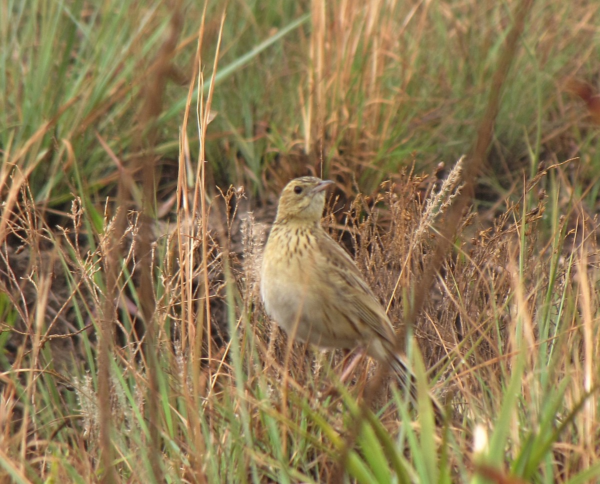 Ochre-breasted Pipit - ML205516841