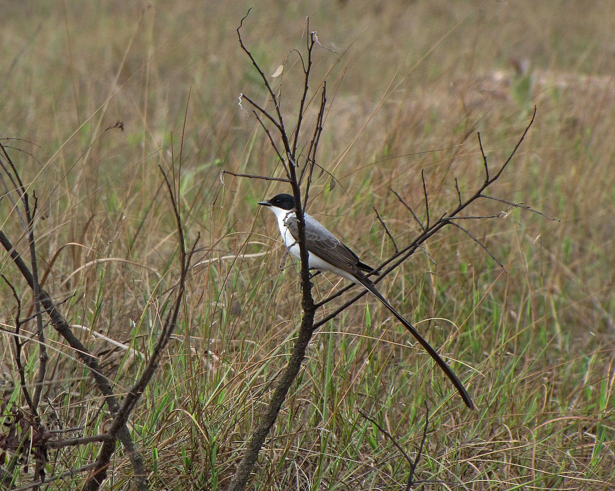 Fork-tailed Flycatcher (savana) - ML205516901