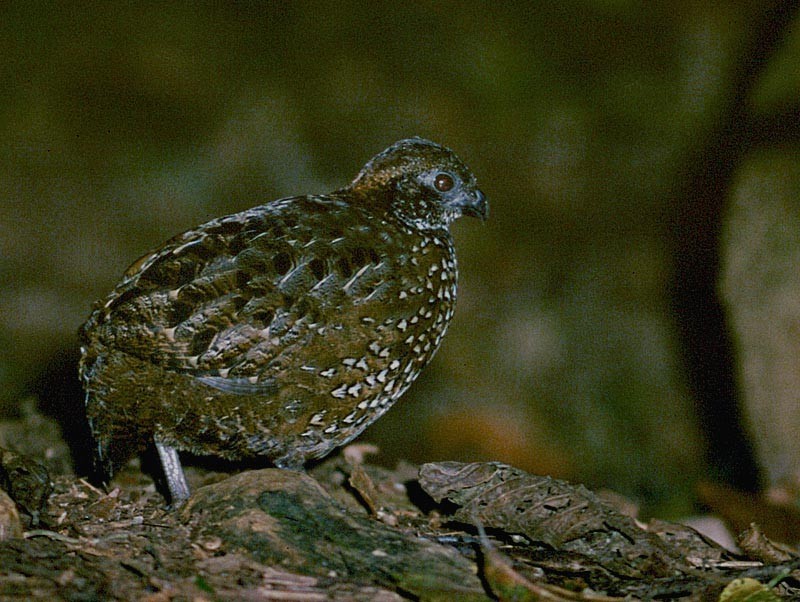 Venezuelan Wood-Quail - ML205516931