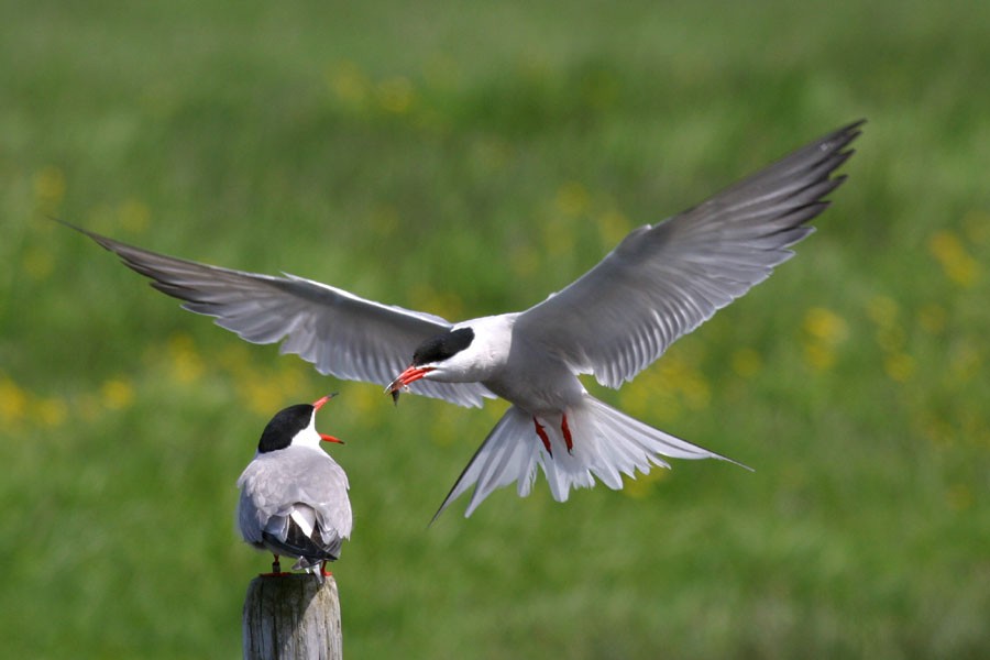 Common Tern - Peter Boesman