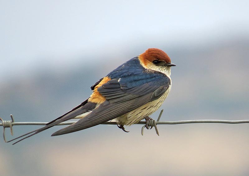 Greater Striped Swallow - ML205517041