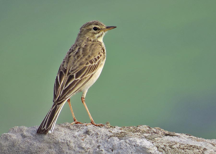 African Pipit - ML205517061