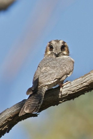 Australian Owlet-nightjar - ML205517291