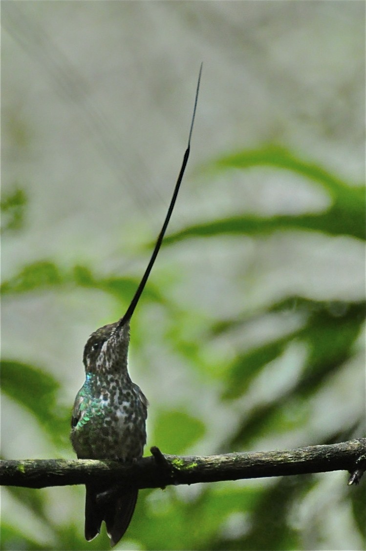 Sword-billed Hummingbird - Daniel Field