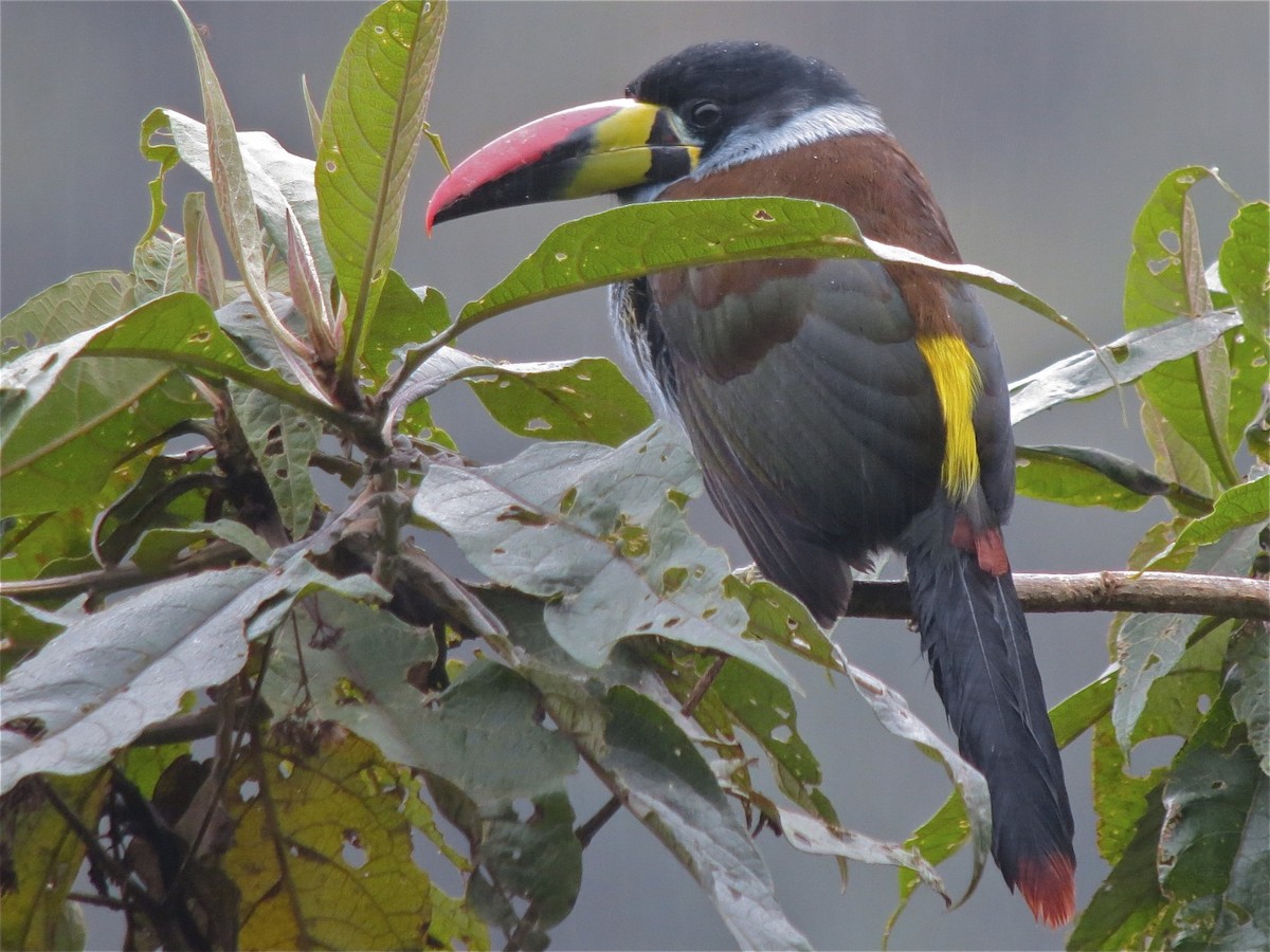 Gray-breasted Mountain-Toucan - ML205517421