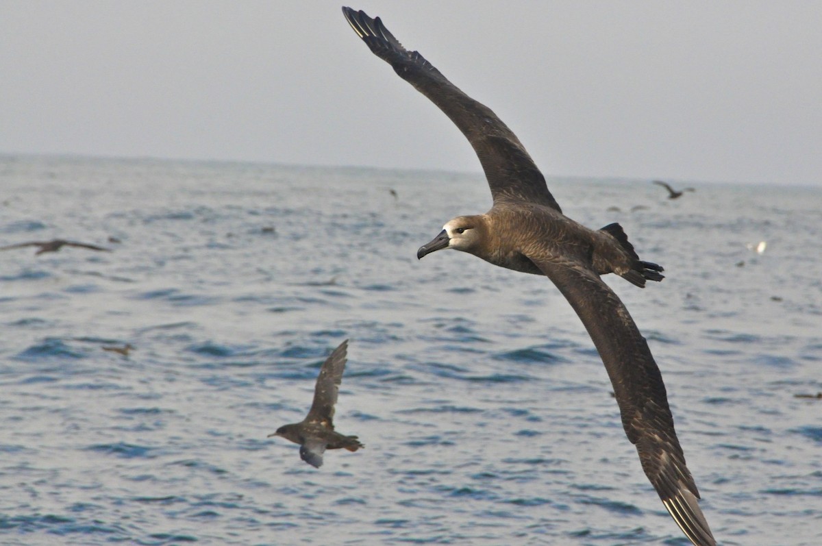 Black-footed Albatross - Daniel Field