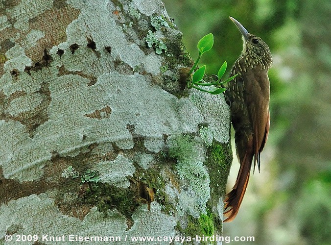ホシガシラオニキバシリ（affinis／lignicida） eBird