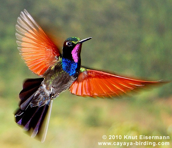 Garnet-throated Hummingbird - Knut Eisermann