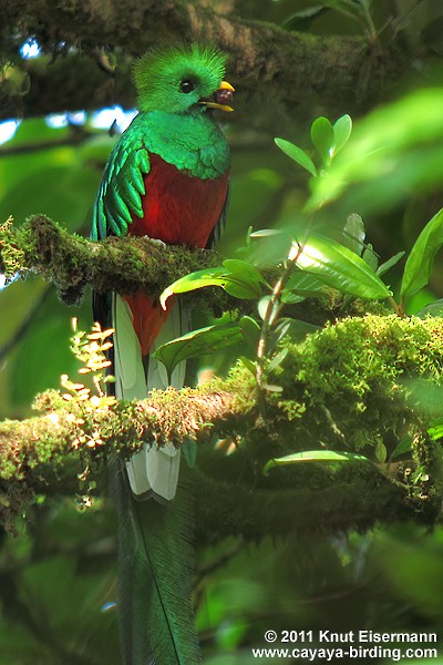 Resplendent Quetzal (Guatemalan) - ML205517791
