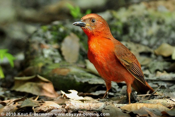 Red-throated Ant-Tanager (Salvin's) - Knut Eisermann