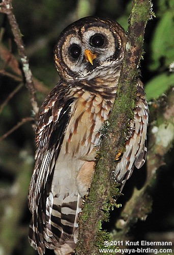 Fulvous Owl - Knut Eisermann