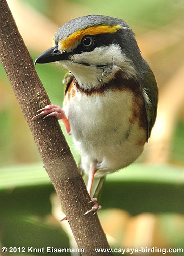 Chestnut-sided Shrike-Vireo - Knut Eisermann