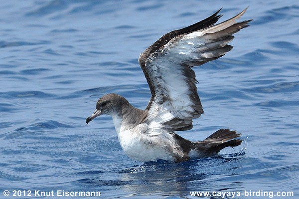 Pink-footed Shearwater - ML205517861