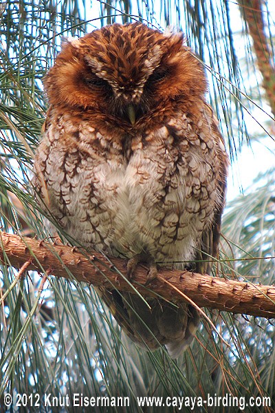 Bearded Screech-Owl - Knut Eisermann