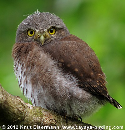 Northern Pygmy-Owl (Guatemalan) - Knut Eisermann