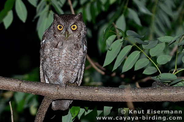 Pacific Screech-Owl (cooperi) - Knut Eisermann
