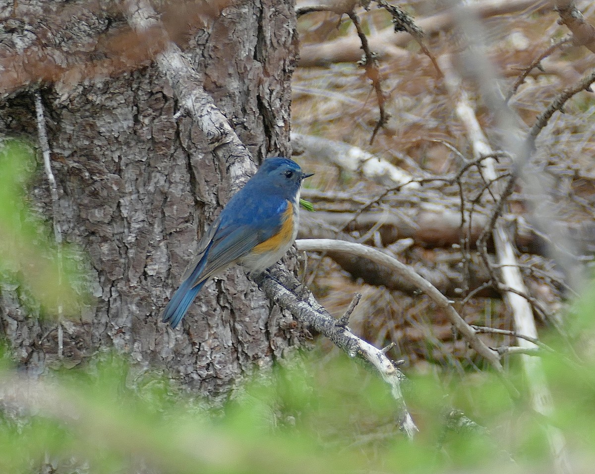 Red-flanked Bluetail - ML205518841