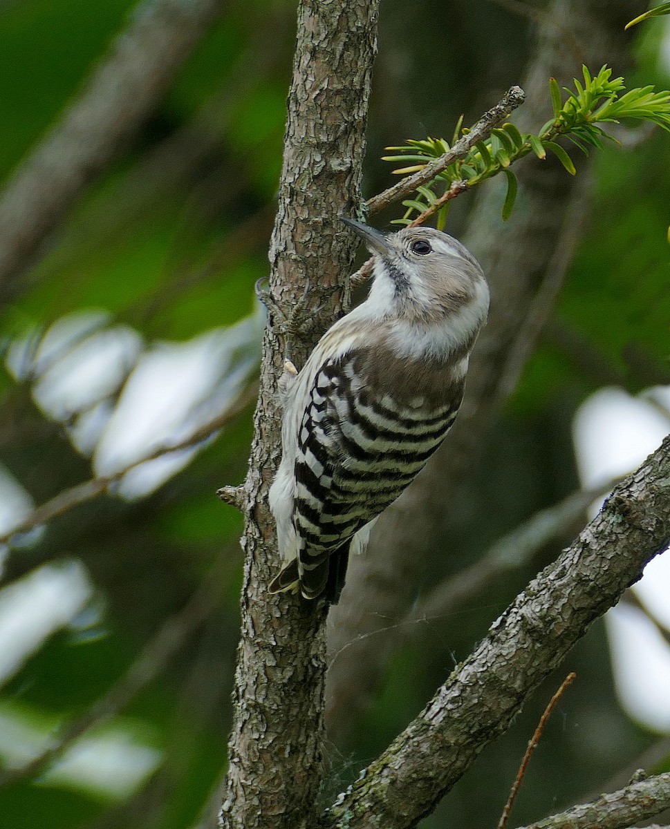 Japanese Pygmy Woodpecker - Jens Thalund