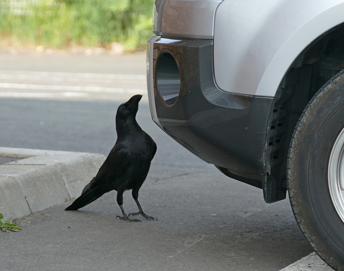 Large-billed Crow (Large-billed) - ML205519241