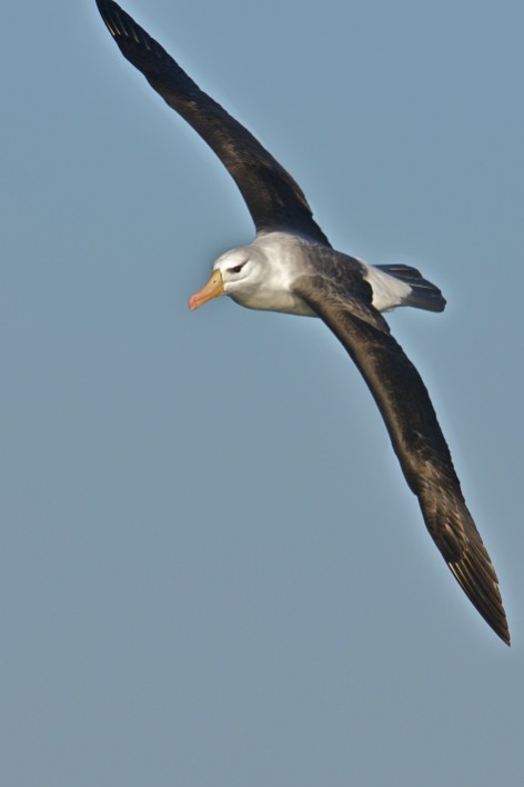 Black-browed Albatross (Black-browed) - Daniel Field