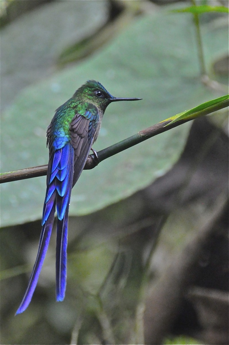 Violet-tailed Sylph - Daniel Field