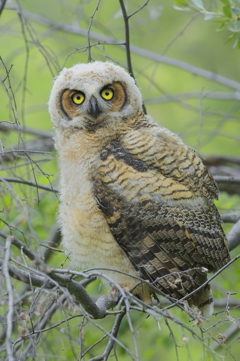 Great Horned Owl - Daniel Field