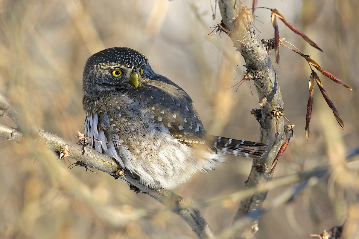 Northern Pygmy-Owl - Daniel Field