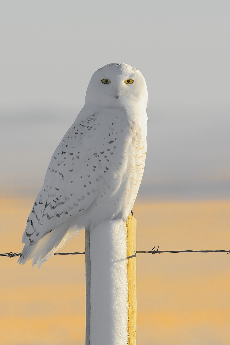 Snowy Owl - Daniel Field